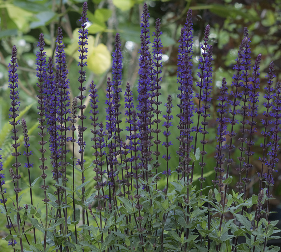 purple-wood-sage