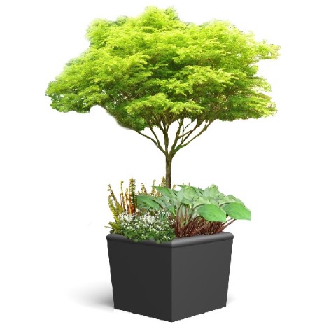 Maple for a Shady Spot
