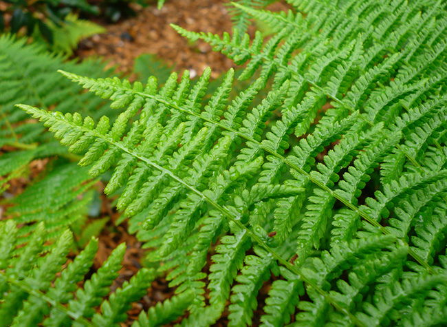 Lady Fern