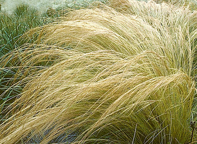 Mexican Feather Grass