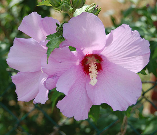 Rose of Sharon