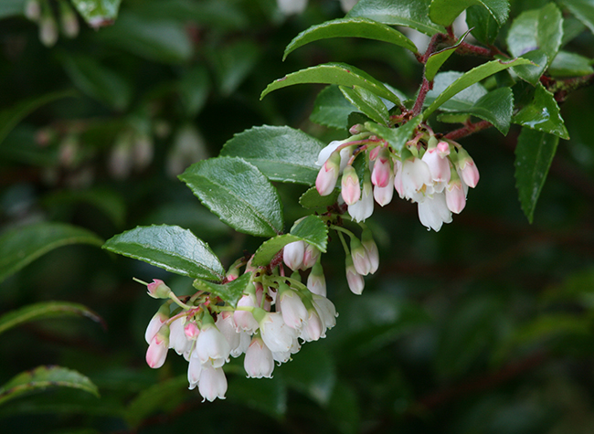 Evergreen HuckleBerry